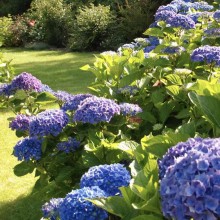 (HORTENSIA) Hydrangea M. Mathilde Gutges (HORTENSIA) Hydrangea M. Mathilde Gutges