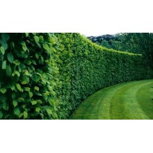 Carpinus Betulus -  inradacinat in ghivece pentru garduri vii -
