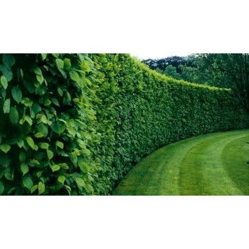 Carpinus Betulus -  inradacinat in ghivece pentru garduri vii -  