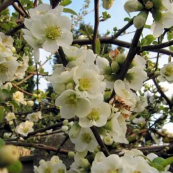 Caenomeles S. Nivalis