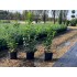 PRUNUS  LAUROCERASUS NOVITA (Laur englezesc)