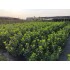 PRUNUS LAUROCERASUS CAUCASICA (Laur englezesc)