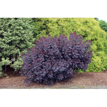 Cotinus C. Royal Purple