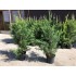CUPRESOCIPARIS LEYLANDII (chiparos leylandii)
