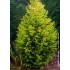 CUPRESOCIPARIS  LEYLANDII AUREEA FASTIGIATA (chiparos leylandii galben, forma conica)
