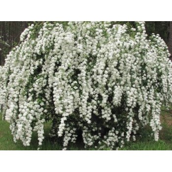 Spiraea x vanhouttei (Tufă de Mireasă / Cununiță Clasică)