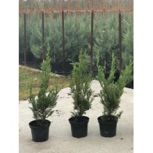 CUPRESOCIPARIS LEYLANDI (chiparos leylandii) - Pachet 30 bucati, inaltime  60 cm . TRANSPORT INCLUS