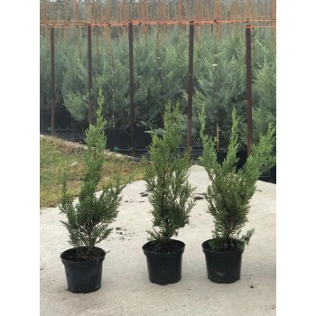  CUPRESOCIPARIS LEYLANDI (chiparos leylandii) - Pachet 30 bucati, inaltime  60 cm . TRANSPORT INCLUS