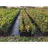 TAXUS BACCATA (Tisa)