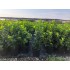 PRUNUS  LAUROCERASUS NOVITA (Laur englezesc)