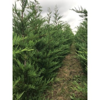 CUPRESOCIPARIS LEYLANDII (chiparos leylandii)