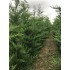 CUPRESOCIPARIS LEYLANDII (chiparos leylandii)