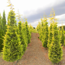 CUPRESOCIPARIS  LEYLANDII AUREEA FASTIGIATA (chiparos leylandii galben, forma conica)