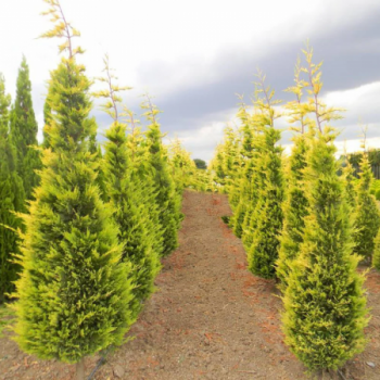 CUPRESOCIPARIS  LEYLANDII AUREEA FASTIGIATA (chiparos leylandii galben, forma conica)
