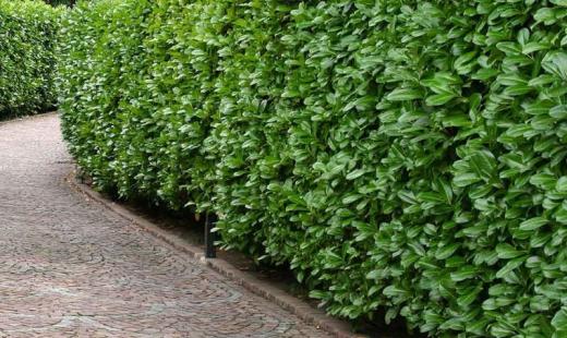 Plantarea si udarea plantelor