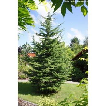 Cedru de Liban (Cedrus libani)