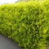 CUPRESOCIPARIS LEYLANDII (chiparos leylandii)