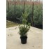 CUPRESOCIPARIS LEYLANDI (chiparos leylandii) - Pachet 30 bucati, inaltime  60 cm . TRANSPORT INCLUS