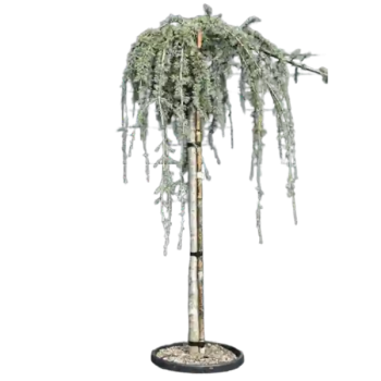 Cedrus Atlantica Glauca Pendula