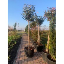 Photinia Red Robin pe trunchi