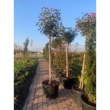 Photinia Red Robin pe trunchi