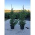 CUPRESOCIPARIS LEYLANDII (chiparos leylandii)