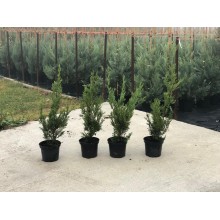CUPRESOCIPARIS LEYLANDII (chiparos leylandii)