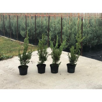 CUPRESOCIPARIS LEYLANDII (chiparos leylandii)