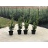 CUPRESOCIPARIS LEYLANDI (chiparos leylandii) - Pachet 30 bucati, inaltime  60 cm . TRANSPORT INCLUS