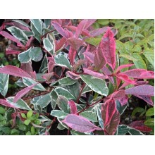 Photinia Fraseri Pink Marble
