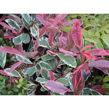 Photinia Fraseri Pink Marble
