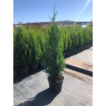 CUPRESOCIPARIS  LEYLANDII AUREEA FASTIGIATA (chiparos leylandii galben, forma conica)
