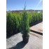 CUPRESOCIPARIS  LEYLANDII AUREEA FASTIGIATA (chiparos leylandii galben, forma conica)