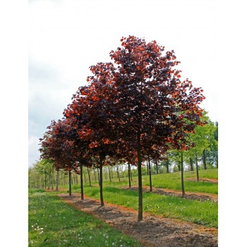ACER PLATANOIDE CRIMSON KING (artar norvegian cu frunze rosii)