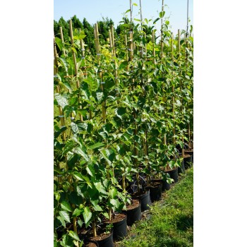 Mesteacăn de Hârtie (Betula papyrifera)