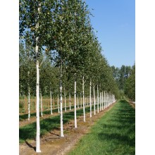 BETULA PENDULA  (mesteacan)