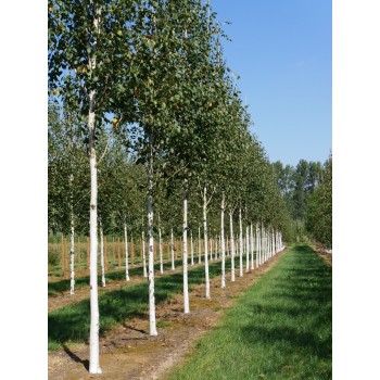 BETULA PENDULA  (mesteacan)