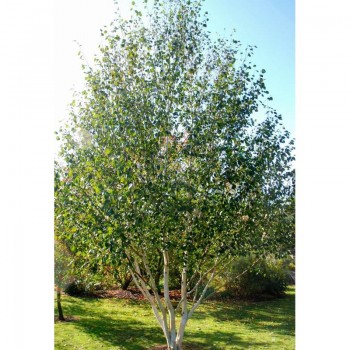 BETULA UTILIS DORENBOOS (mesteacan multitulpinal )