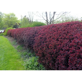 Berberis T. Atropurpureea