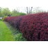 Berberis T. Atropurpureea