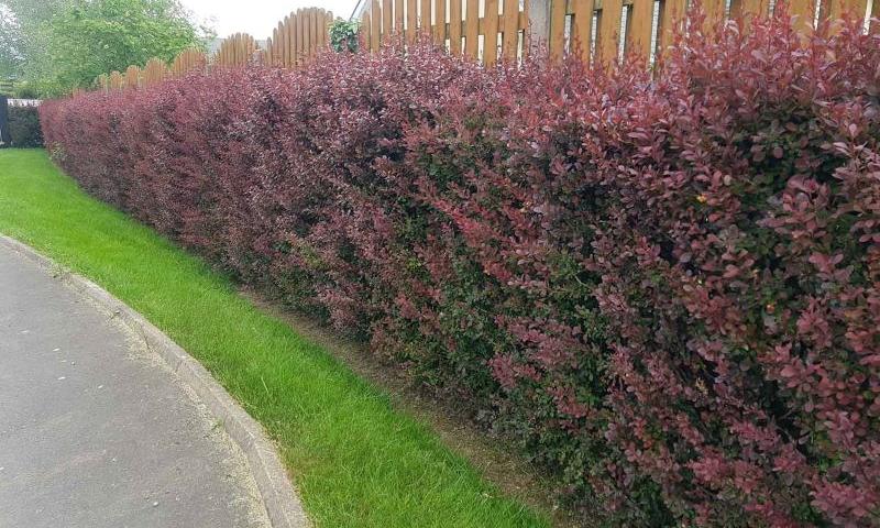 Alegerea unei plante pentru gard viu.