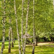 BETULA PENDULA  (mesteacan)