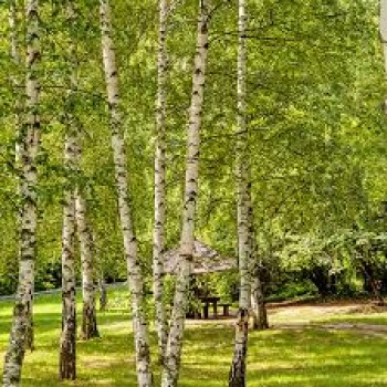 BETULA PENDULA  (mesteacan)