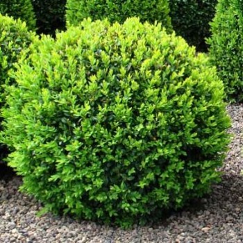 Buxus Sempervirens - 20-40 cm
