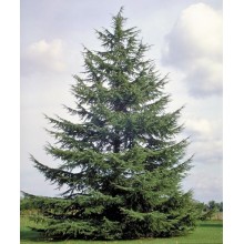 Cedrus Atlantica