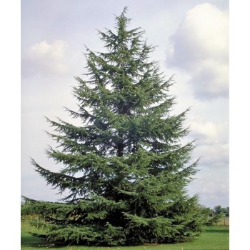 Cedrus Atlantica