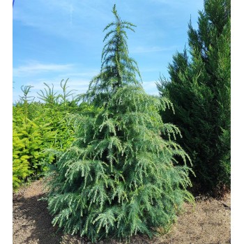 Cedru de Himalaya (Cedrus deodara)