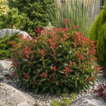 Photinia fraseri 'Little Fenna' (Fotinia Pitică cu Frunze Roșii)