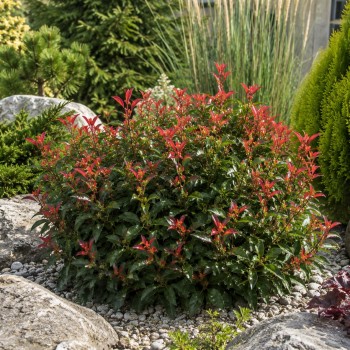 Photinia fraseri 'Little Fenna' (Fotinia Pitică cu Frunze Roșii)