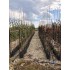 ACER PLATANOIDE CRIMSON KING (artar norvegian cu frunze rosii)